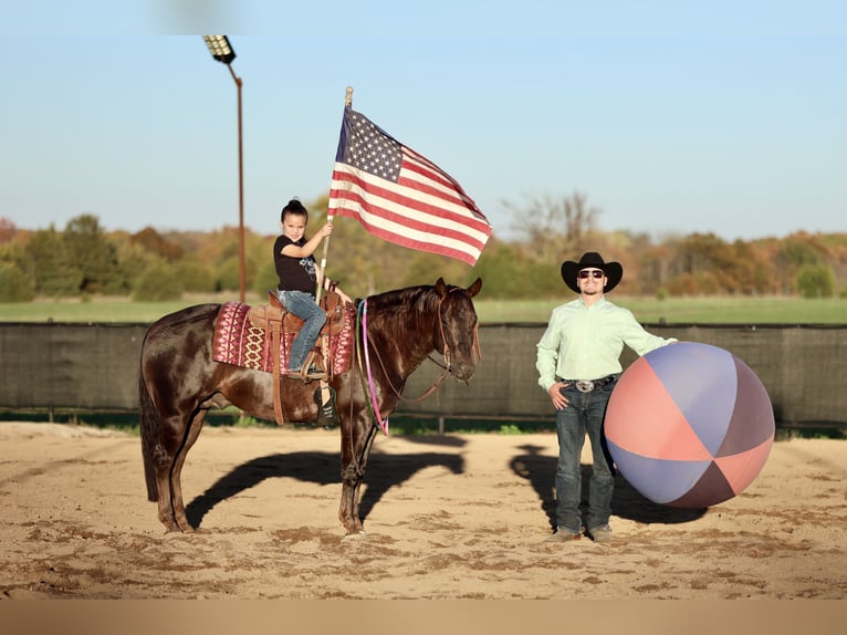 American Quarter Horse Castrone 6 Anni 150 cm Sauro scuro in Buffalo