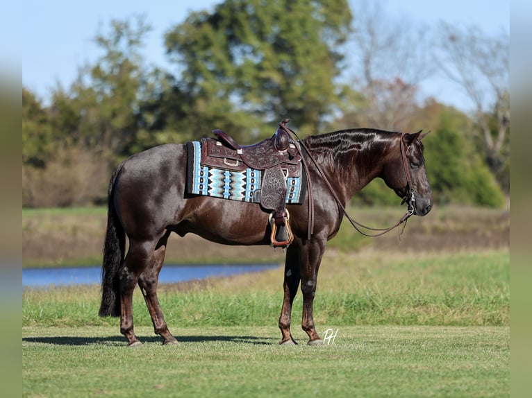 American Quarter Horse Castrone 6 Anni 150 cm Sauro scuro in Buffalo