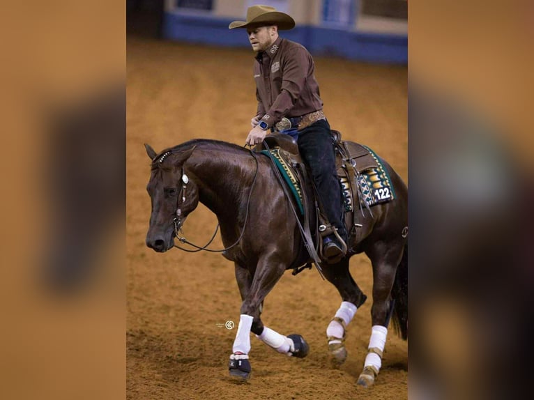 American Quarter Horse Castrone 6 Anni 150 cm Sauro scuro in Buffalo