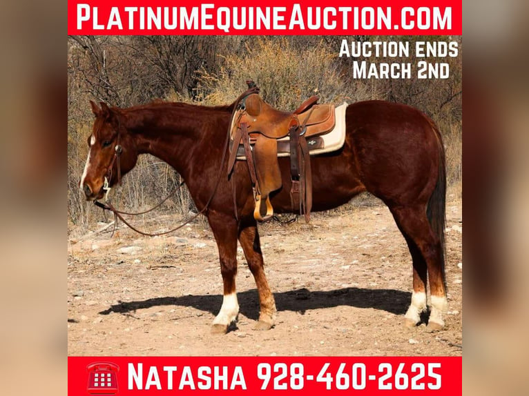 American Quarter Horse Castrone 6 Anni 150 cm Sauro scuro in Camp Verde AZ