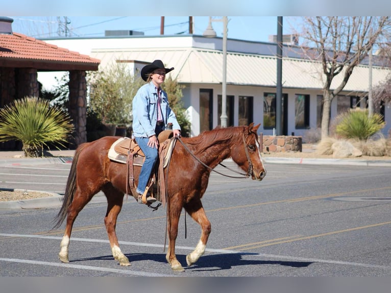 American Quarter Horse Castrone 6 Anni 150 cm Sauro scuro in Camp Verde AZ