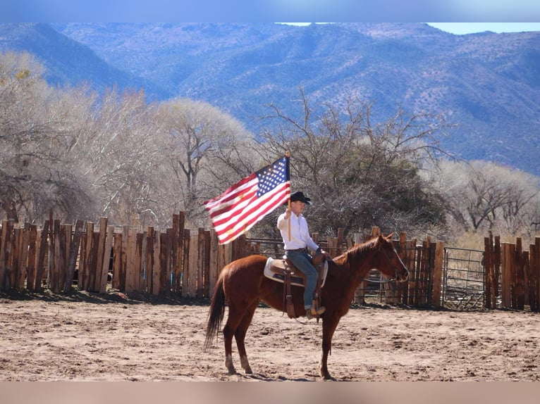 American Quarter Horse Castrone 6 Anni 150 cm Sauro scuro in Camp Verde AZ