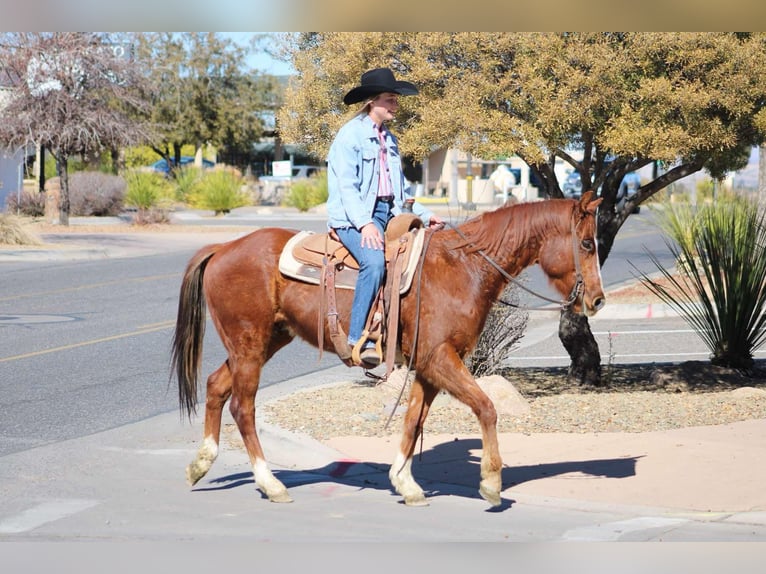 American Quarter Horse Castrone 6 Anni 150 cm Sauro scuro in Camp Verde AZ