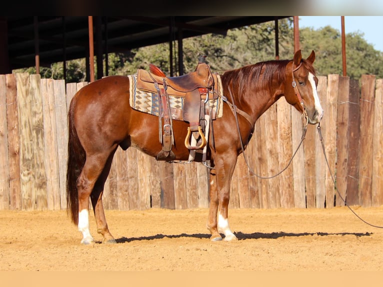 American Quarter Horse Castrone 6 Anni 150 cm Sauro scuro in jOSHUA tx