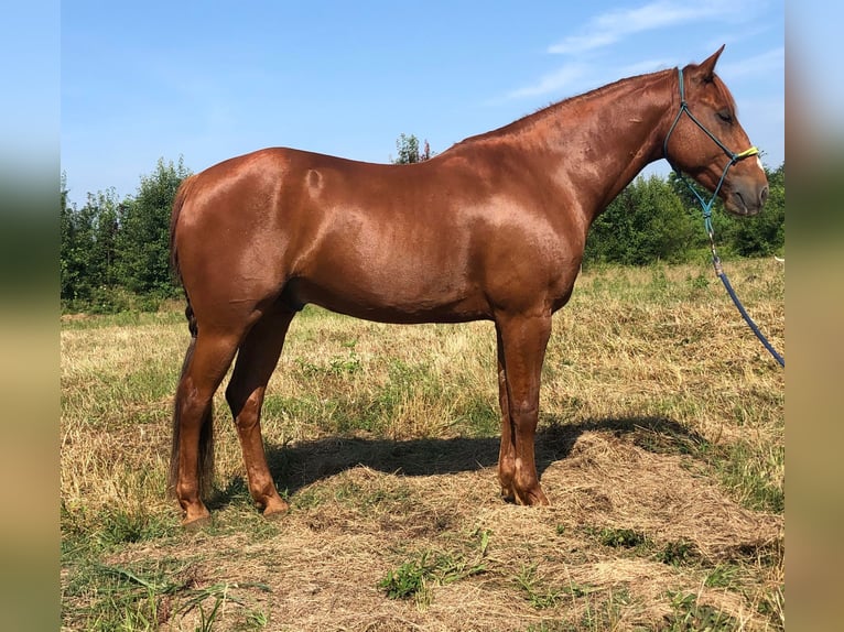 American Quarter Horse Castrone 6 Anni 150 cm Sauro scuro in Palestine TX