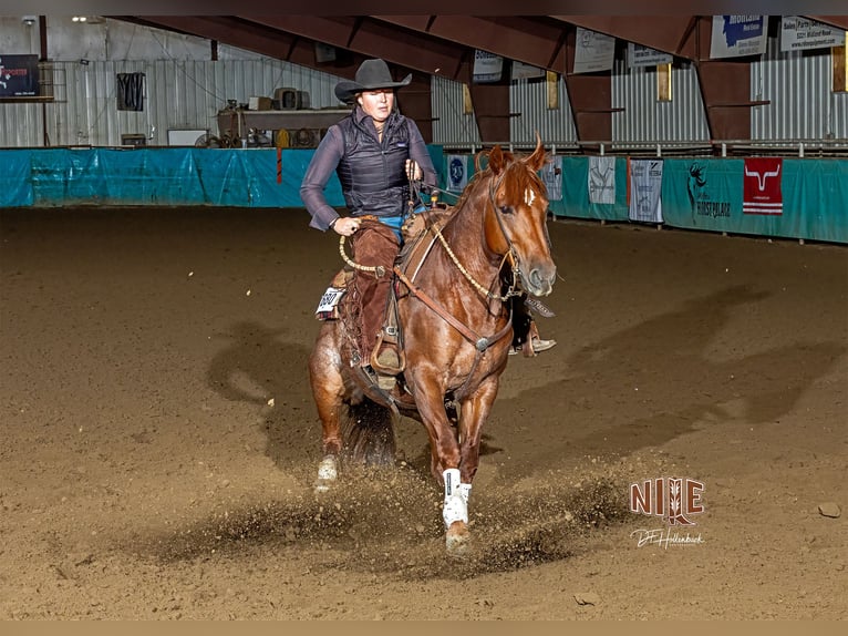 American Quarter Horse Castrone 6 Anni 150 cm Sauro scuro in Billings American Quarter Horse Castrone 6 Anni 150 cm Sauro scuro in Billings
