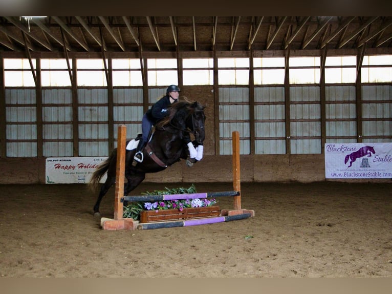 American Quarter Horse Castrone 6 Anni 152 cm Baio in Highland MI