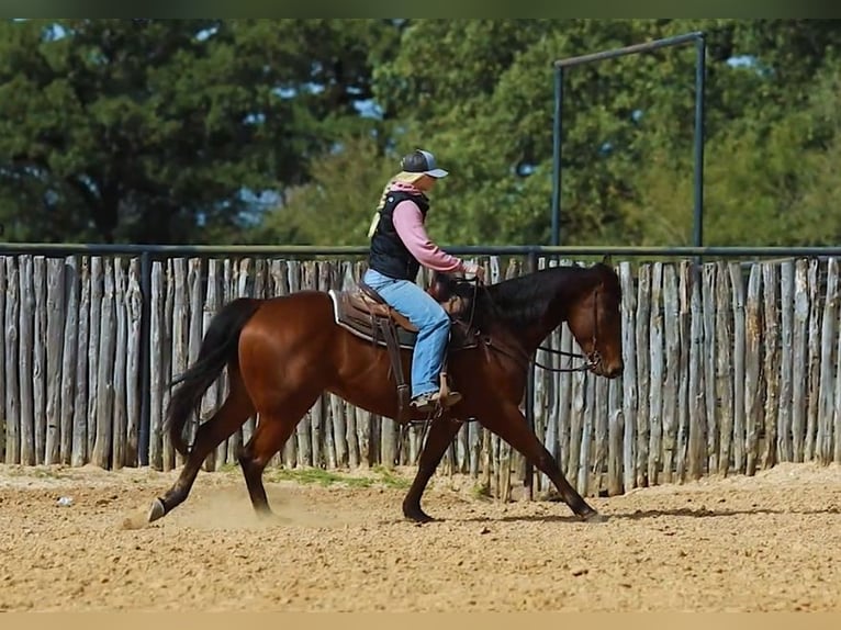American Quarter Horse Castrone 6 Anni 152 cm Baio ciliegia in Weatherford TX