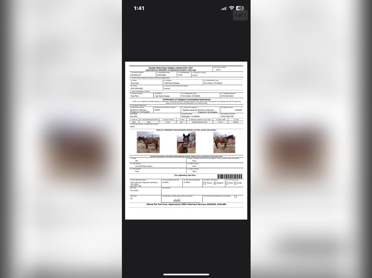 American Quarter Horse Castrone 6 Anni 152 cm Baio ciliegia in Fort Collins CO