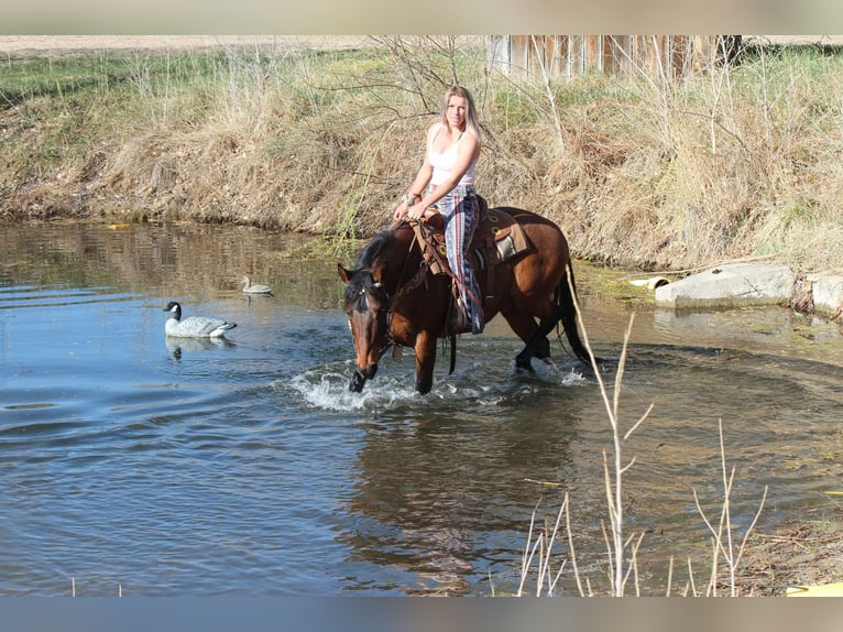 American Quarter Horse Castrone 6 Anni 152 cm Baio ciliegia in Fort Collins CO
