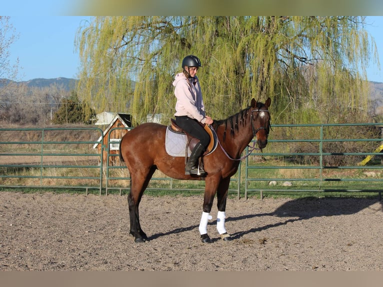 American Quarter Horse Castrone 6 Anni 152 cm Baio ciliegia in Fort Collins CO