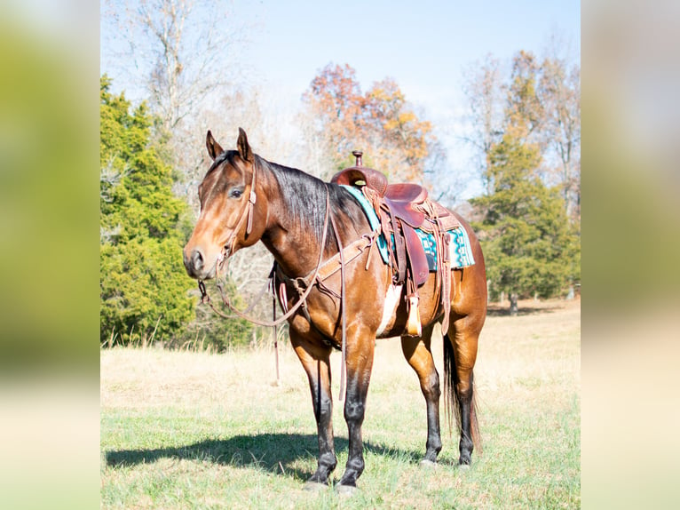 American Quarter Horse Castrone 6 Anni 152 cm Baio ciliegia in Greenville, KY