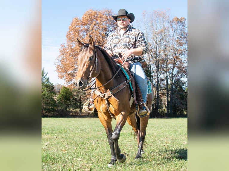 American Quarter Horse Castrone 6 Anni 152 cm Baio ciliegia in Greenville, KY