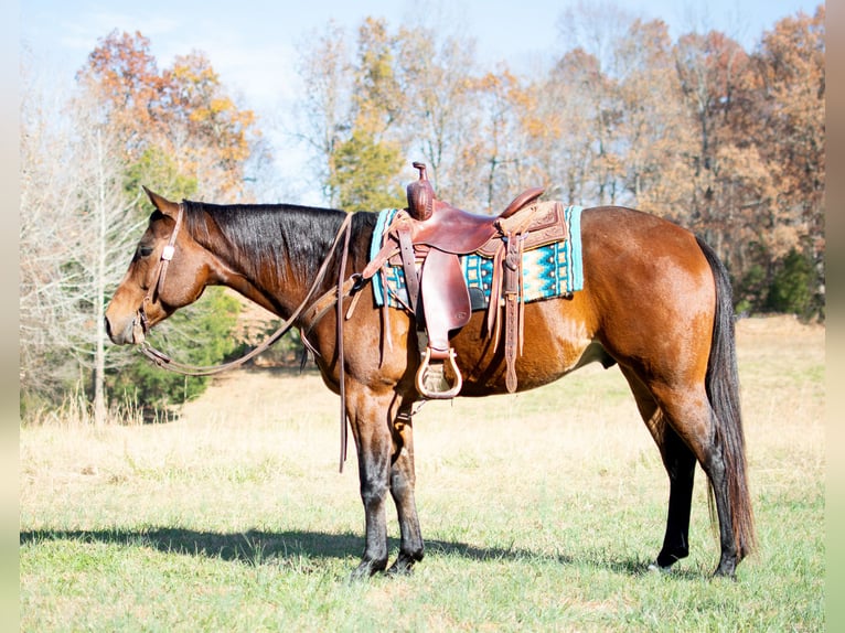 American Quarter Horse Castrone 6 Anni 152 cm Baio ciliegia in Greenville, KY