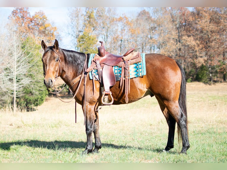 American Quarter Horse Castrone 6 Anni 152 cm Baio ciliegia in Greenville, KY