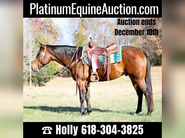 American Quarter Horse Castrone 6 Anni 152 cm Baio ciliegia in Greenville, KY