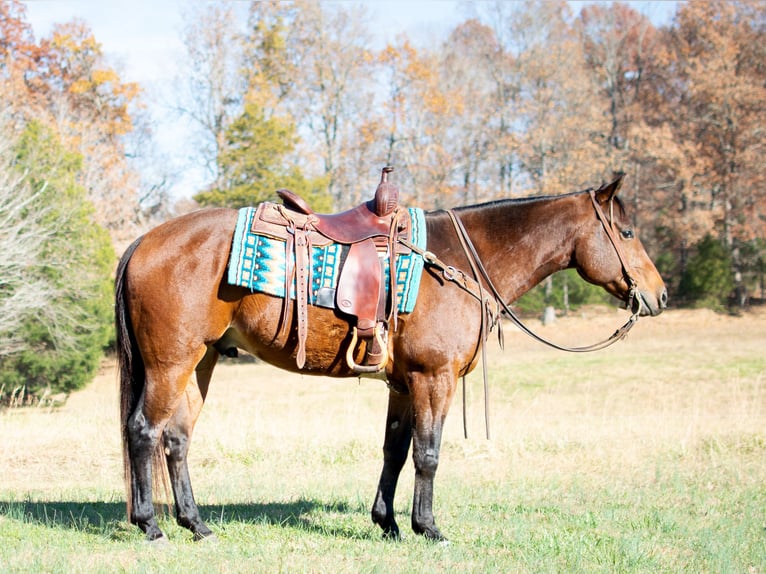 American Quarter Horse Castrone 6 Anni 152 cm Baio ciliegia in Greenville, KY