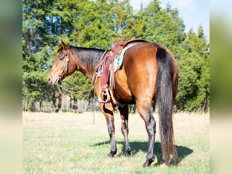 American Quarter Horse Castrone 6 Anni 152 cm Baio ciliegia in Greenville, KY