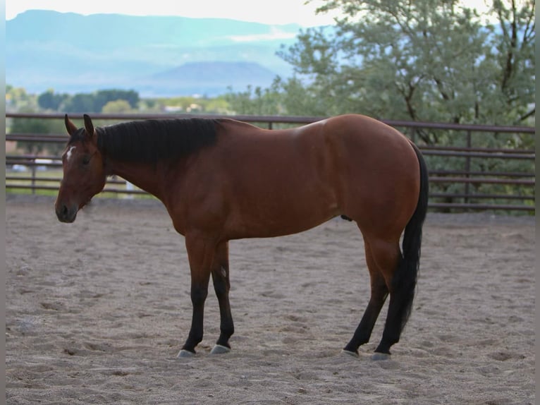 American Quarter Horse Castrone 6 Anni 152 cm Baio ciliegia in Casa Grande, AZ