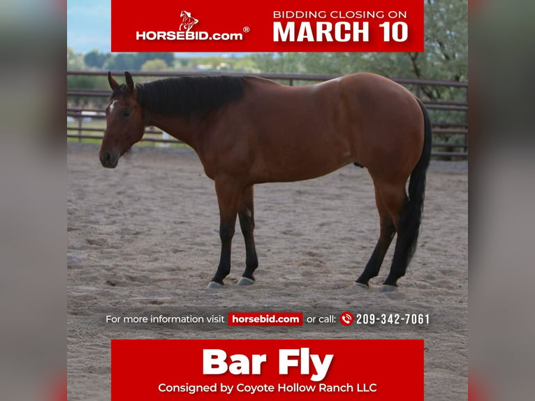 American Quarter Horse Castrone 6 Anni 152 cm Baio ciliegia in Casa Grande, AZ