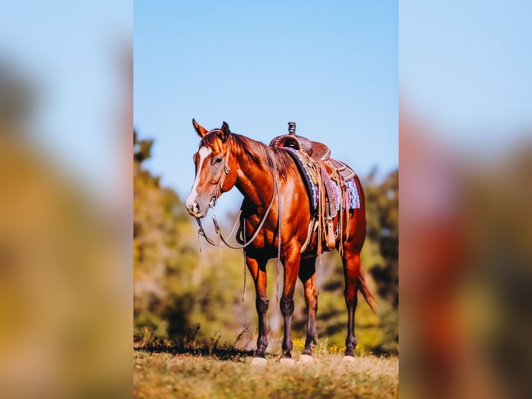 American Quarter Horse Castrone 6 Anni 152 cm Baio ciliegia in Charlotte American Quarter Horse Castrone 6 Anni 152 cm Baio ciliegia in Charlotte