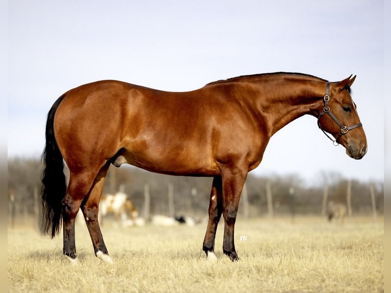 American Quarter Horse Castrone 6 Anni 152 cm Baio ciliegia in Cisco, TX