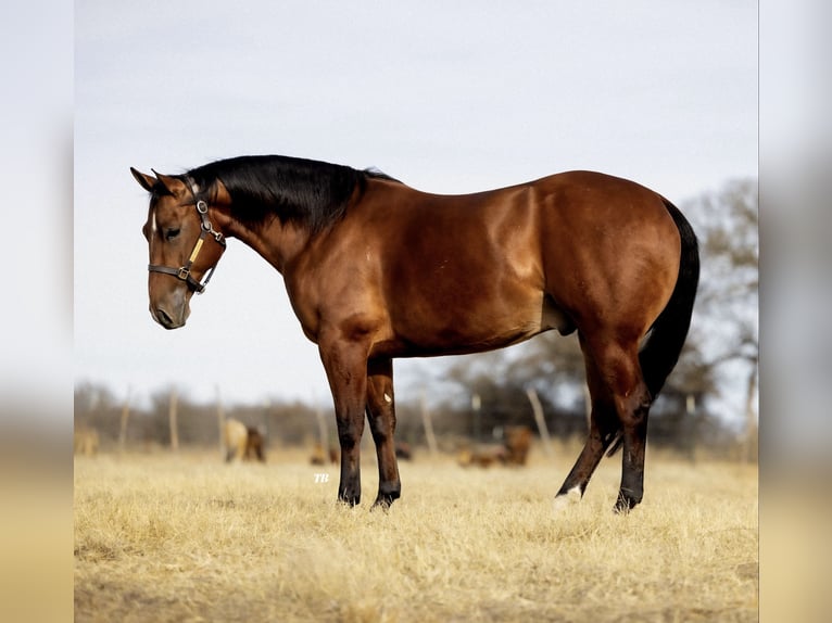 American Quarter Horse Castrone 6 Anni 152 cm Baio ciliegia in Cisco, TX