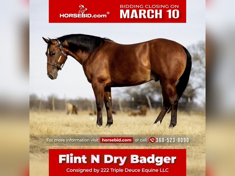 American Quarter Horse Castrone 6 Anni 152 cm Baio ciliegia in Cisco, TX