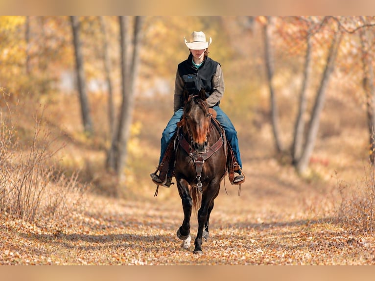 American Quarter Horse Castrone 6 Anni 152 cm Baio ciliegia in Decorah