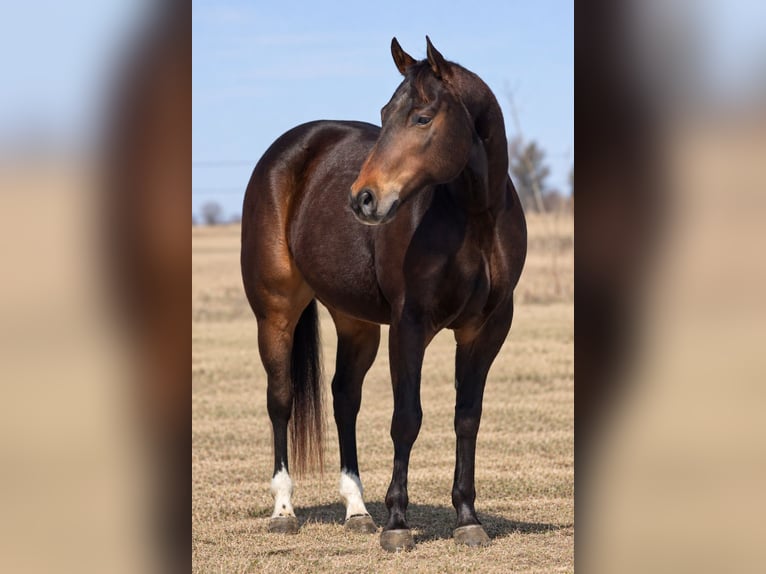 American Quarter Horse Castrone 6 Anni 152 cm Baio ciliegia in Decorah