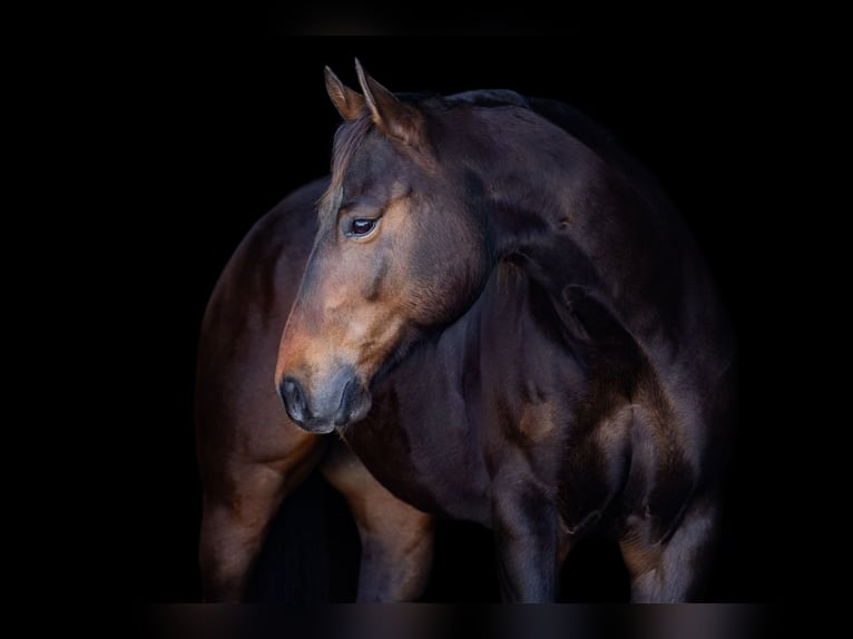 American Quarter Horse Castrone 6 Anni 152 cm Baio ciliegia in Decorah