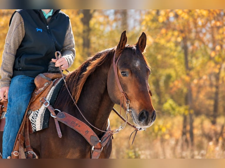 American Quarter Horse Castrone 6 Anni 152 cm Baio ciliegia in Decorah