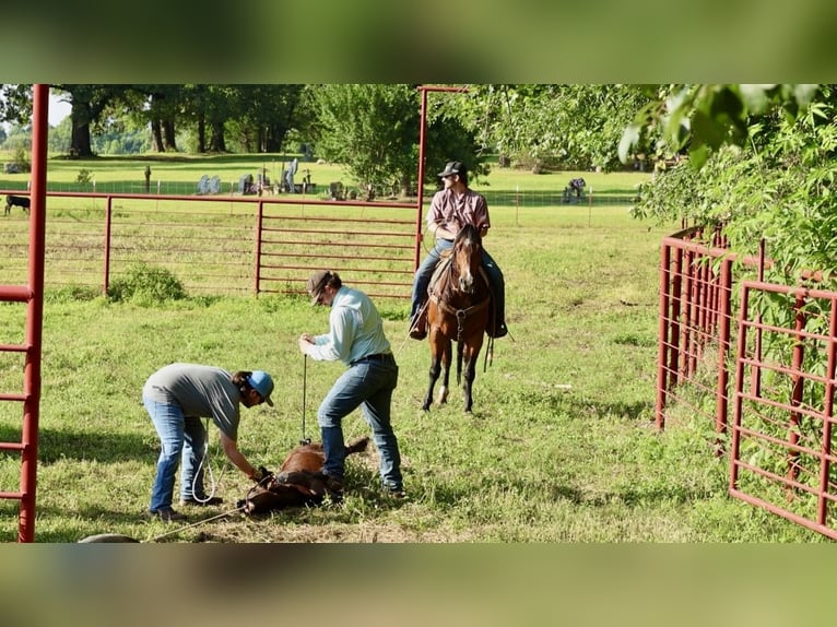 American Quarter Horse Castrone 6 Anni 152 cm Baio ciliegia in Mountain View