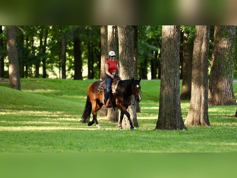 American Quarter Horse Castrone 6 Anni 152 cm Baio ciliegia in Mountain View