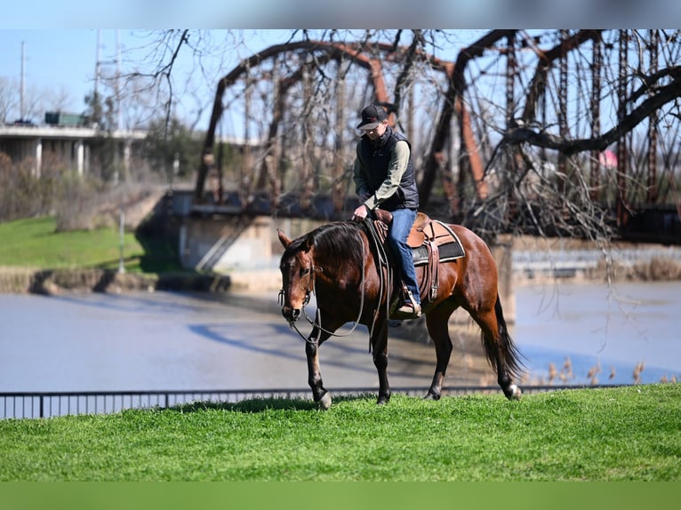 American Quarter Horse Castrone 6 Anni 152 cm Baio ciliegia in Waco