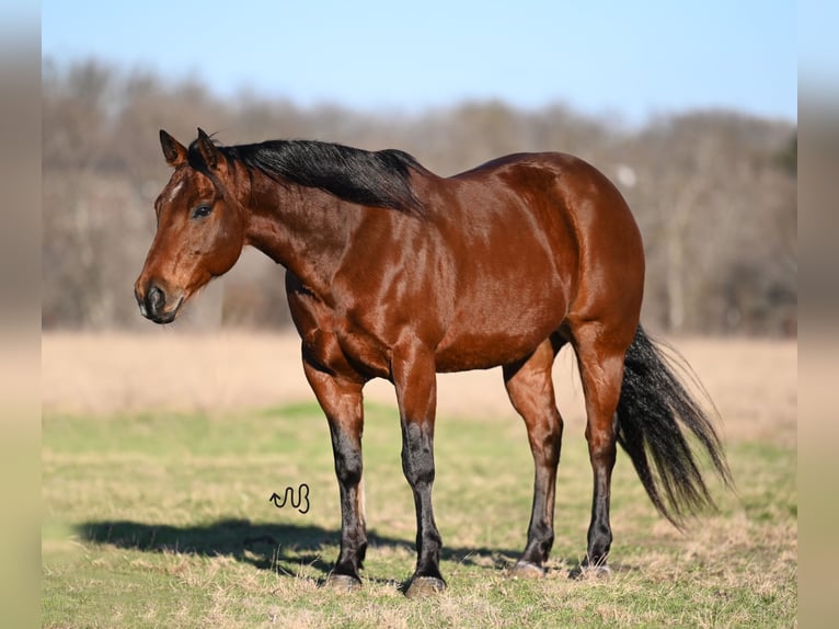 American Quarter Horse Castrone 6 Anni 152 cm Baio ciliegia in Waco