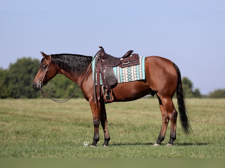 American Quarter Horse Castrone 6 Anni 152 cm Baio ciliegia in Elkland