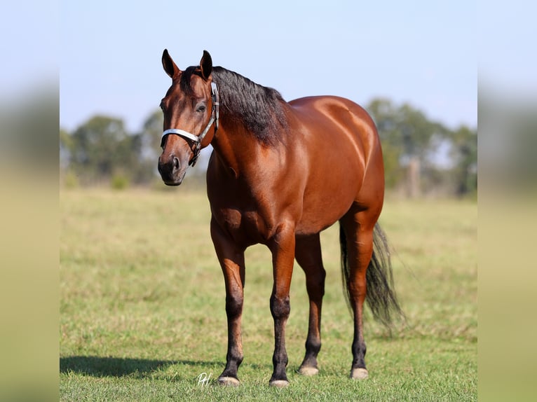 American Quarter Horse Castrone 6 Anni 152 cm Baio ciliegia in Elkland