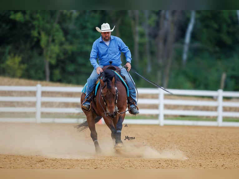 American Quarter Horse Castrone 6 Anni 152 cm Baio ciliegia in River Falls