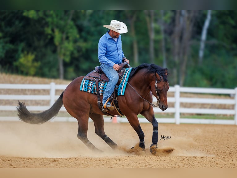American Quarter Horse Castrone 6 Anni 152 cm Baio ciliegia in River Falls