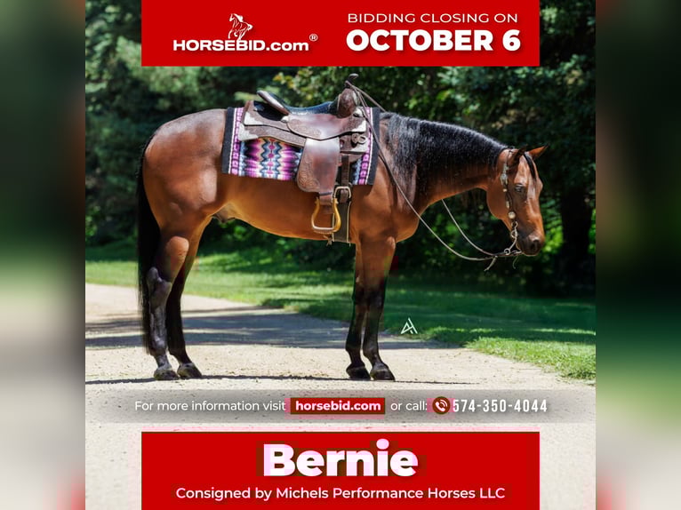 American Quarter Horse Castrone 6 Anni 152 cm Baio ciliegia in River Falls