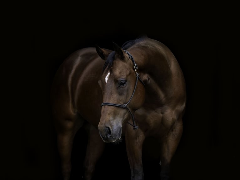 American Quarter Horse Castrone 6 Anni 152 cm Baio ciliegia in Nevis, MN