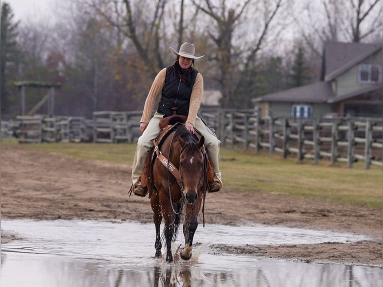 American Quarter Horse Castrone 6 Anni 152 cm Baio ciliegia in Nevis, MN