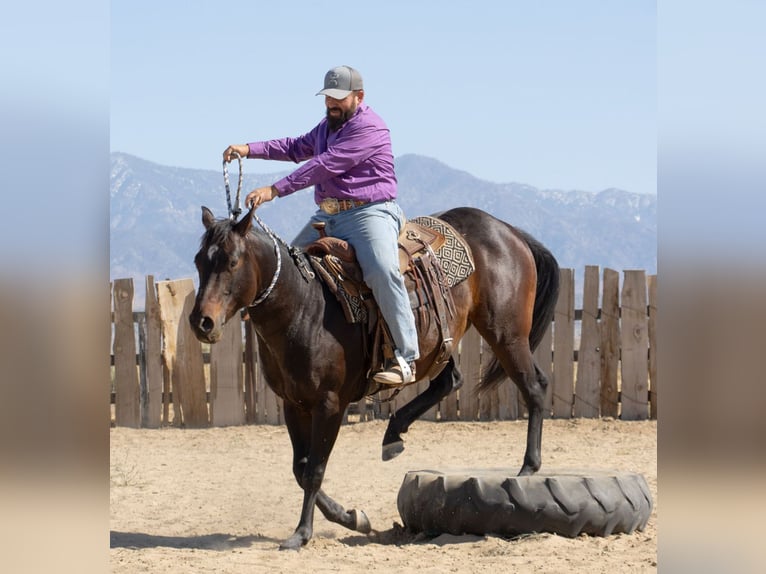 American Quarter Horse Castrone 6 Anni 152 cm Baio in Llano, CA