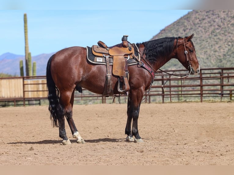 American Quarter Horse Castrone 6 Anni 152 cm Baio roano in Wickenburg