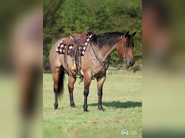 American Quarter Horse Castrone 6 Anni 152 cm Baio roano in Waterford, CA
