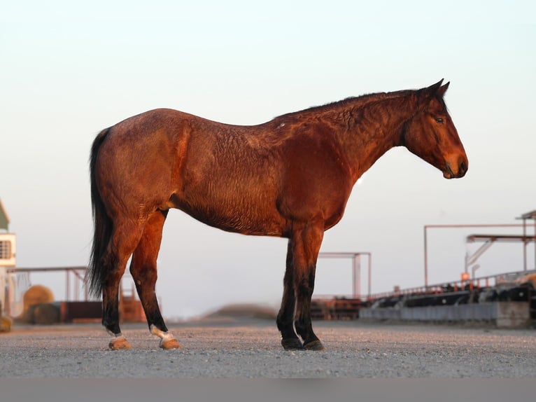 American Quarter Horse Castrone 6 Anni 152 cm Baio roano in Canton, TX