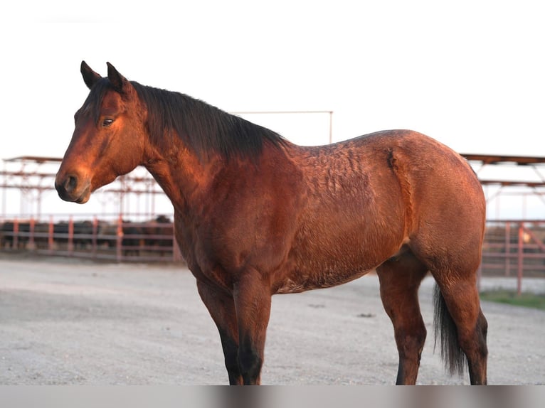 American Quarter Horse Castrone 6 Anni 152 cm Baio roano in Canton, TX