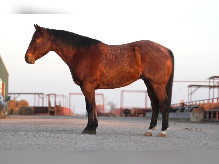 American Quarter Horse Castrone 6 Anni 152 cm Baio roano in Canton, TX