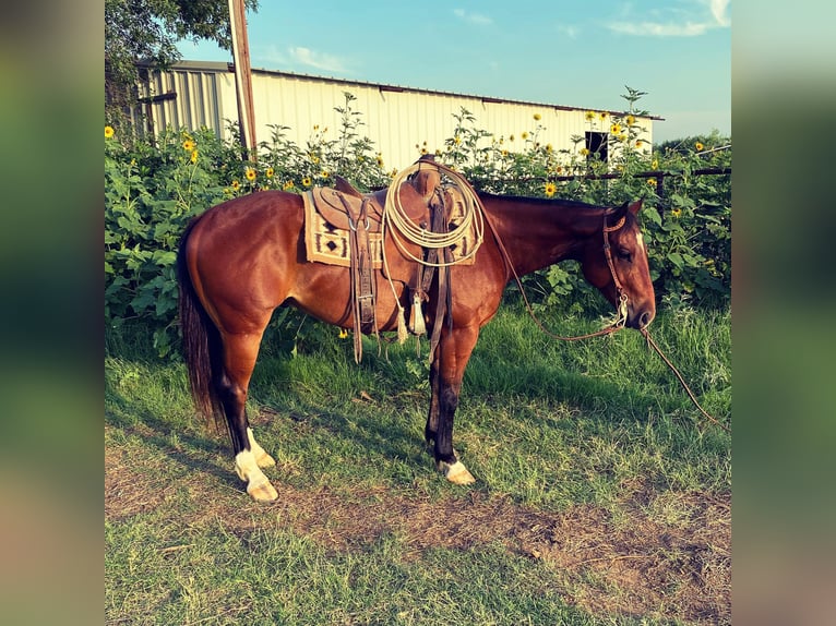 American Quarter Horse Castrone 6 Anni 152 cm Baio scuro in Graham TX